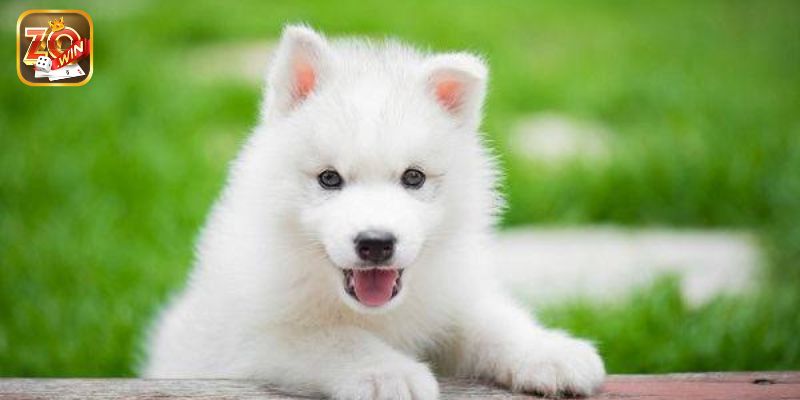 Đánh con số nào khi nằm mơ thấy chó con trong các trường hợp