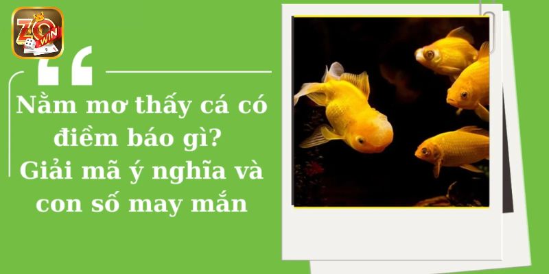 Mơ thấy cá nên đánh số nào để mang lại may mắn, đổi đời nhanh chóng